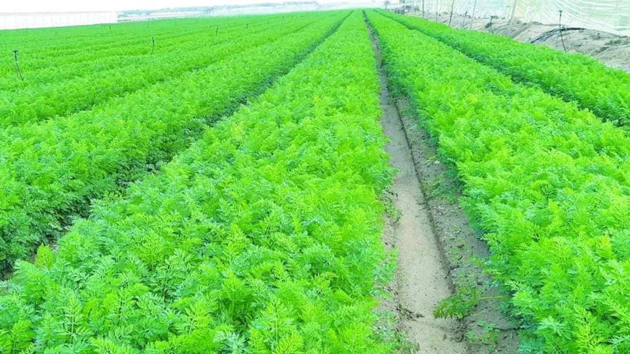 Los campos de cultivo de La Algaida y de Los Llanos recibieron mucha agua en noviembre - A. I.