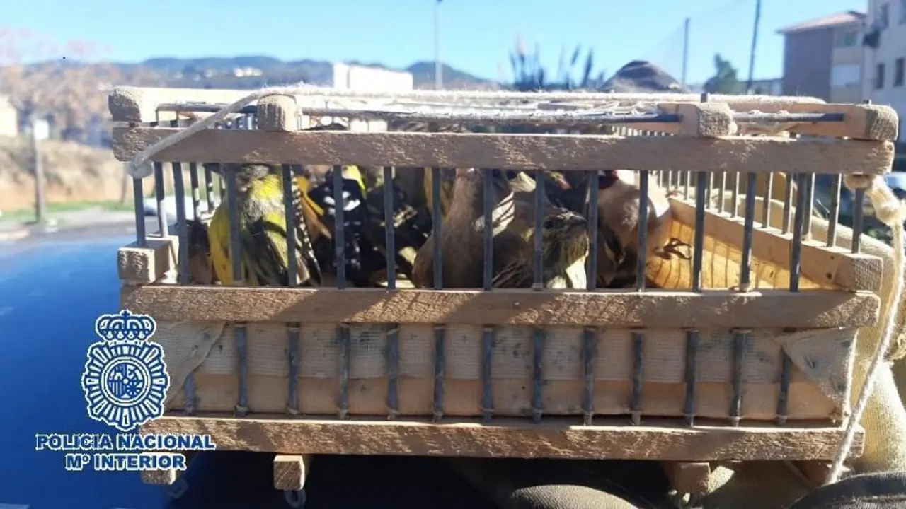 Aves capturadas ilegalmente en M&aacute;laga. - CNP