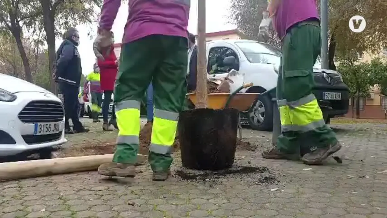 El Ayuntamiento de Sevilla realiza plantaciones en alcorques vac&iacute;os del distrito Macarena