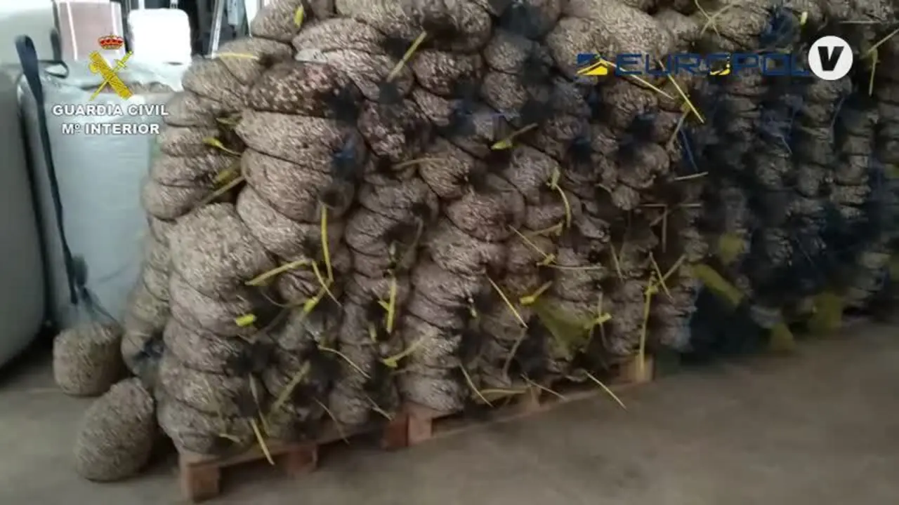 Destapada una trama que vend&iacute;a falsos pistachos ecol&oacute;gicos en Espa&ntilde;a y Francia