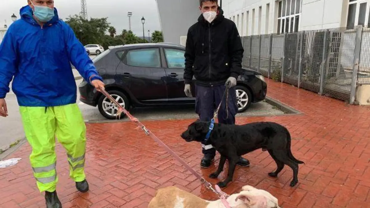Traslado de perros desde la protectora barre&ntilde;a al pabell&oacute;n. - AI