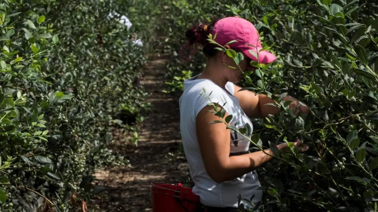 Temporera en una finca de Huelva. - JULI&Aacute;N PEREZ / EFE