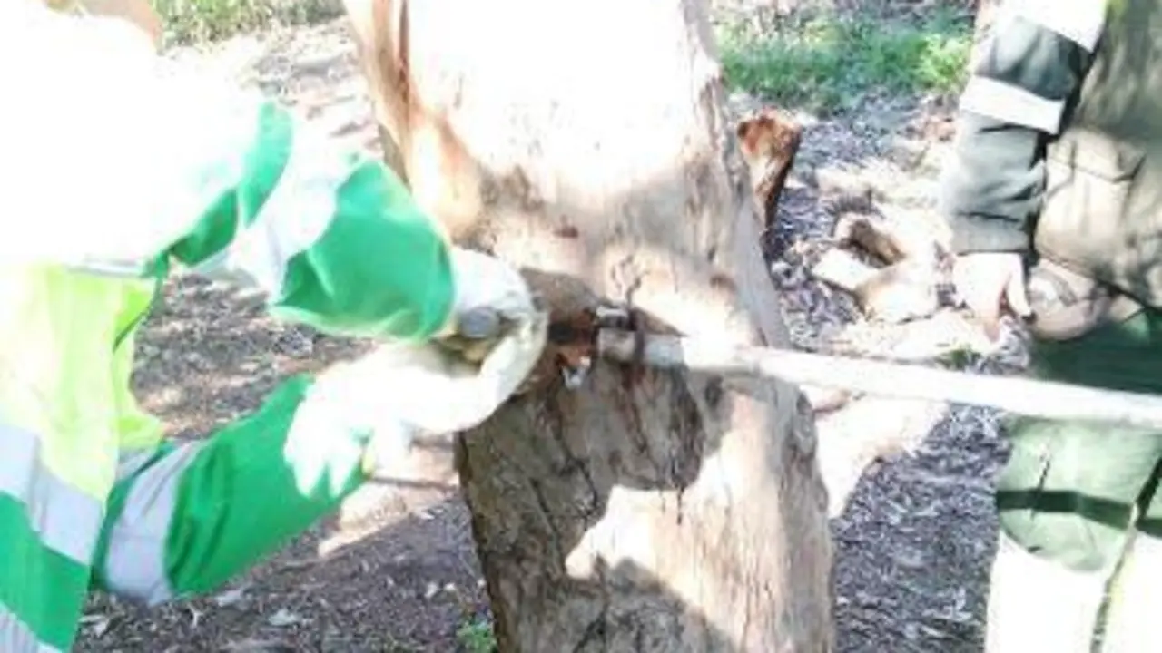 &Aacute;rboles taladrados. - AI