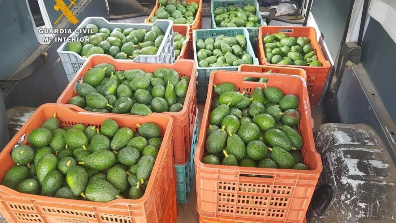 Aguacates robados. - VM