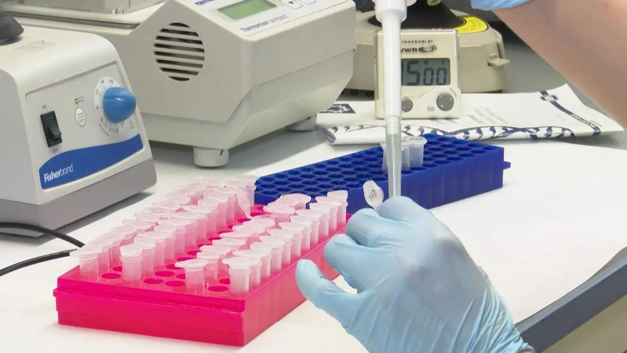 Estudios contra el coronavirus. - EP