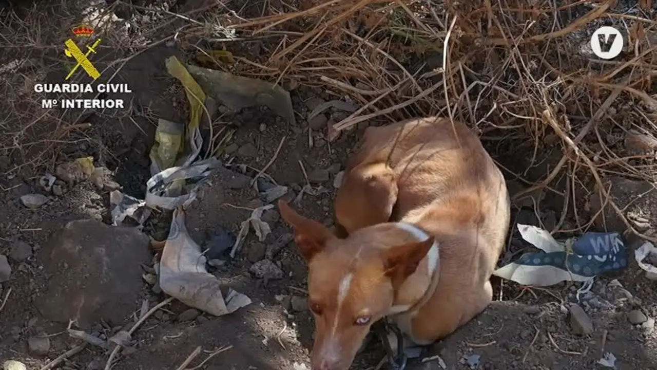 La Guardia Civil rescata 96 animales e investiga a 27 personas en 2020 en M&aacute;laga
