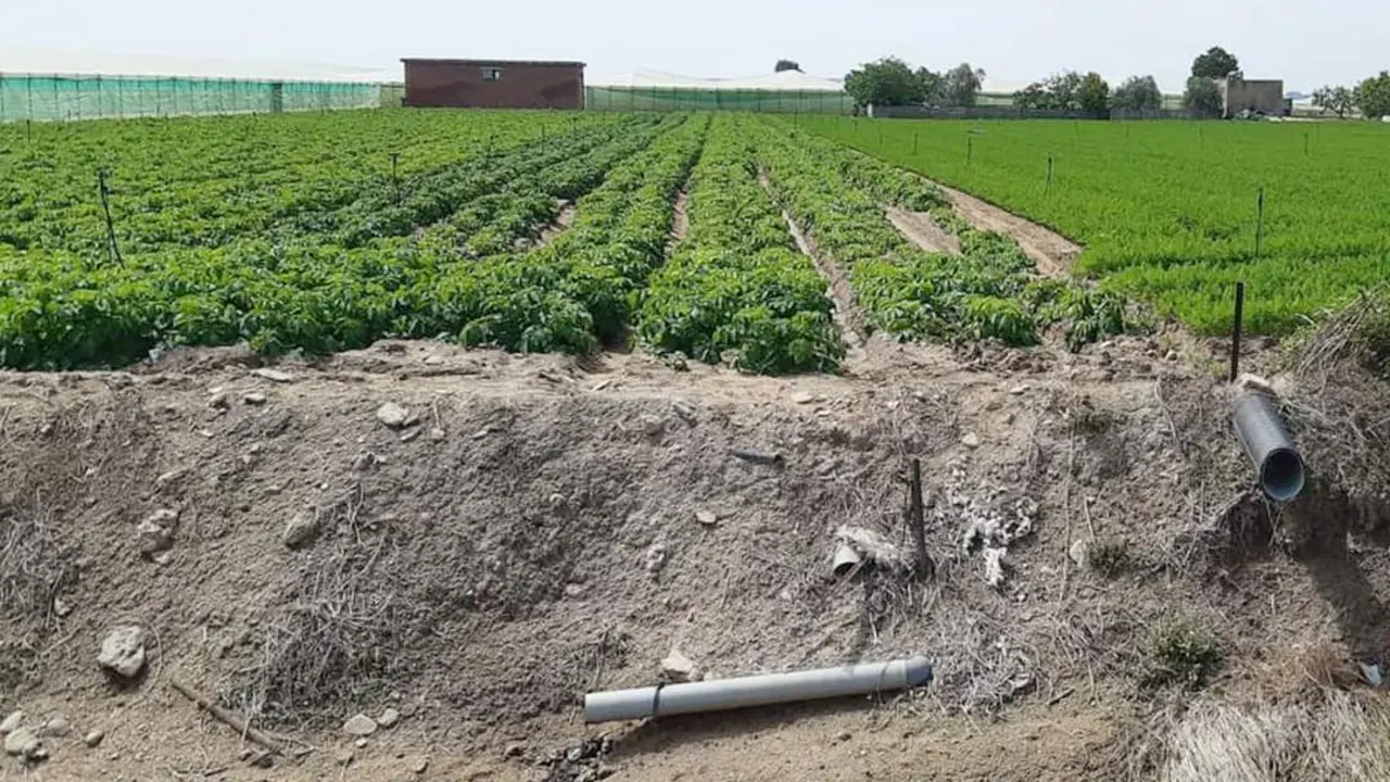El principio de a&ntilde;o ha dejado muchos litros de agua en los campos de cultivo - Guancho Ib&aacute;&ntilde;ez