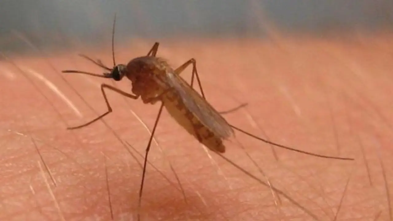 El mosquito del virus del Nilo - A. I.