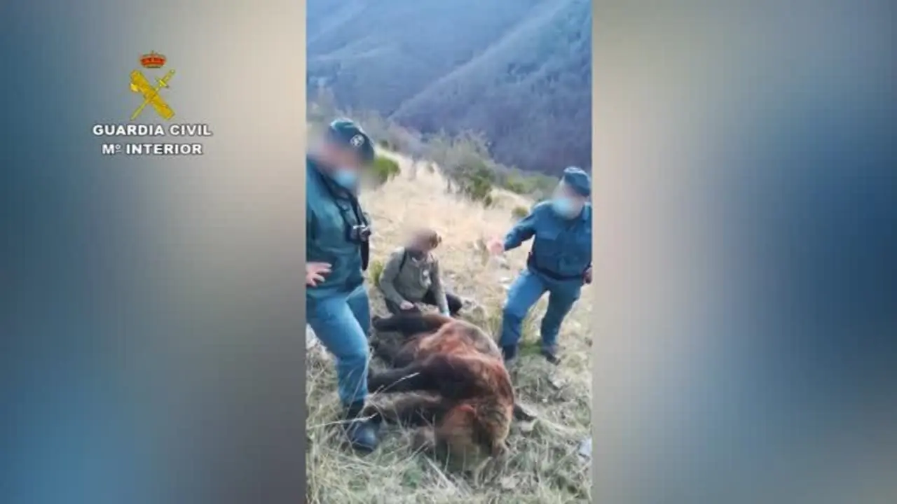 337 detenidos o investigados por delitos contra biodiversidad en 2020