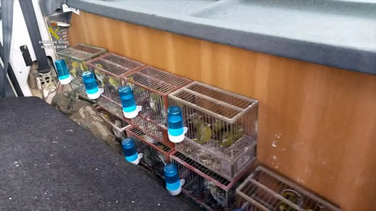 Liberan a 300 aves protegidas en M&aacute;laga que iban a ser vendidas por internet