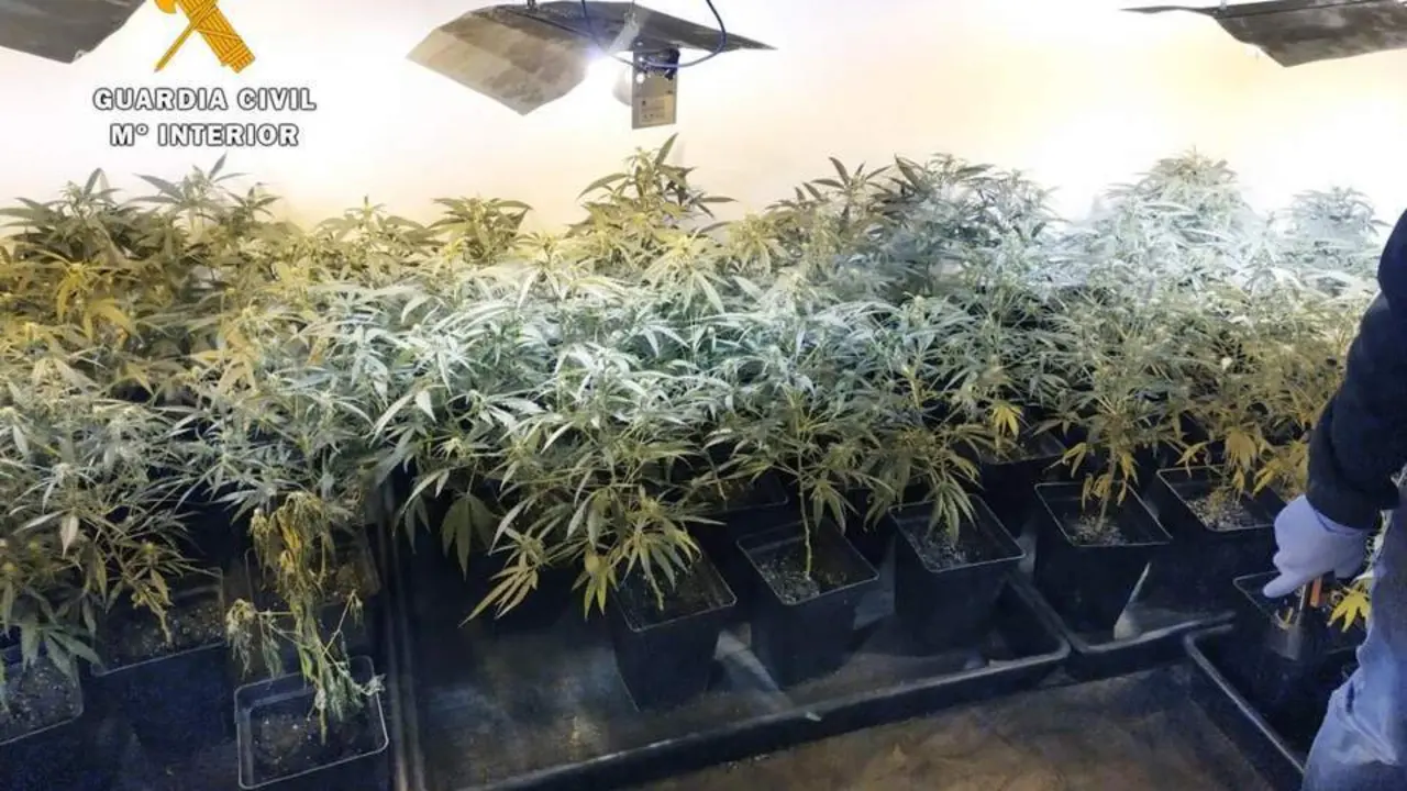Plantaci&oacute;n de marihuana. - Guardia Civil