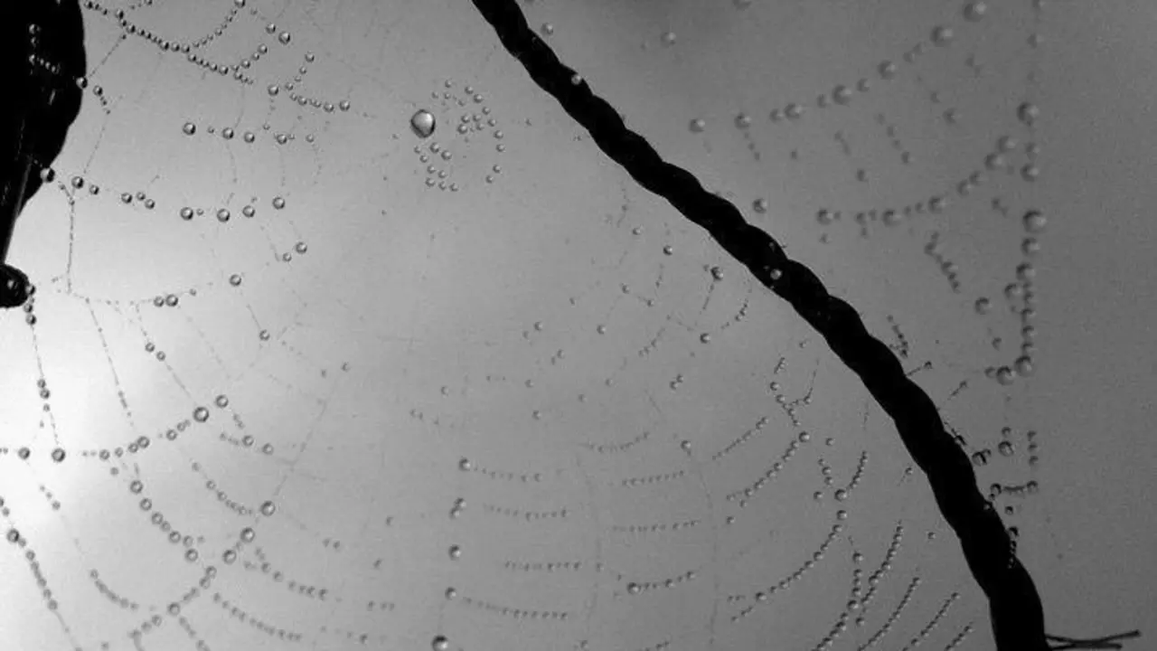 Gotas de roc&iacute;o en una telera&ntilde;a. - G.L.