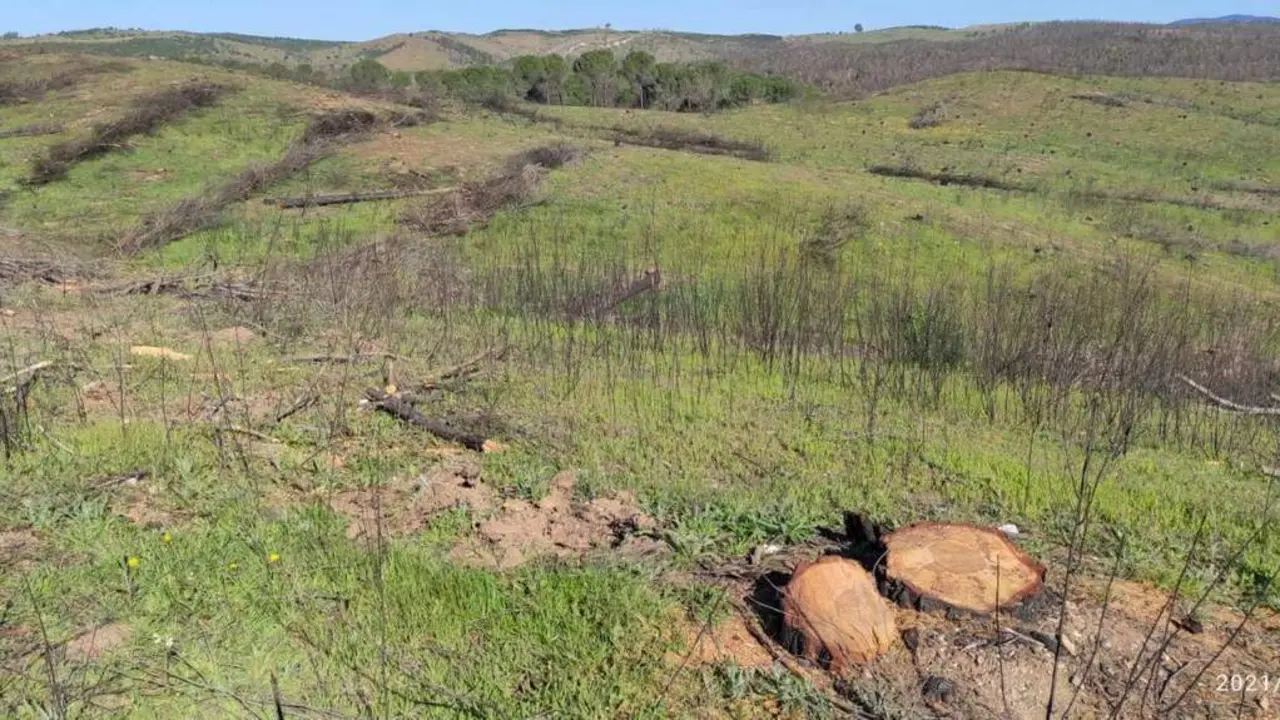 Tala de pinos en la zona del incendio de Almonaster. - VH