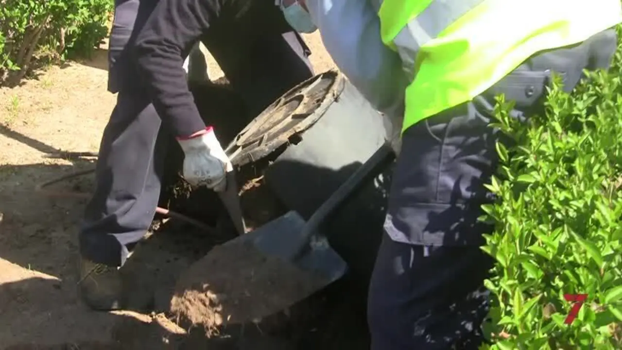 El Ayuntamiento de Chiclana se adhiere a la campa&ntilde;a &lsquo;Un &aacute;rbol por Europa&rsquo;