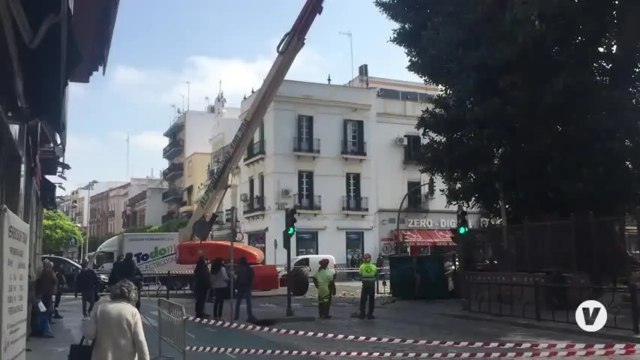 Parques y Jardines de Sevilla poda de emergencia el ficus de San Jacinto