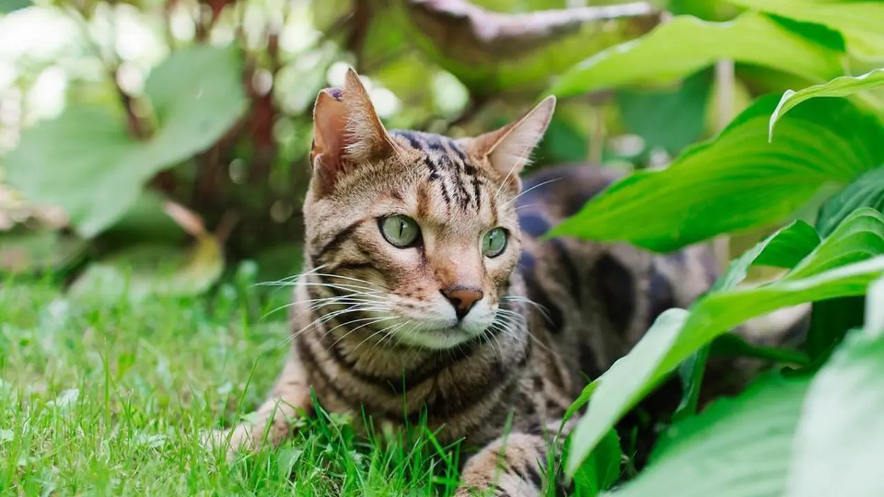 Gato Bengal&iacute; - 