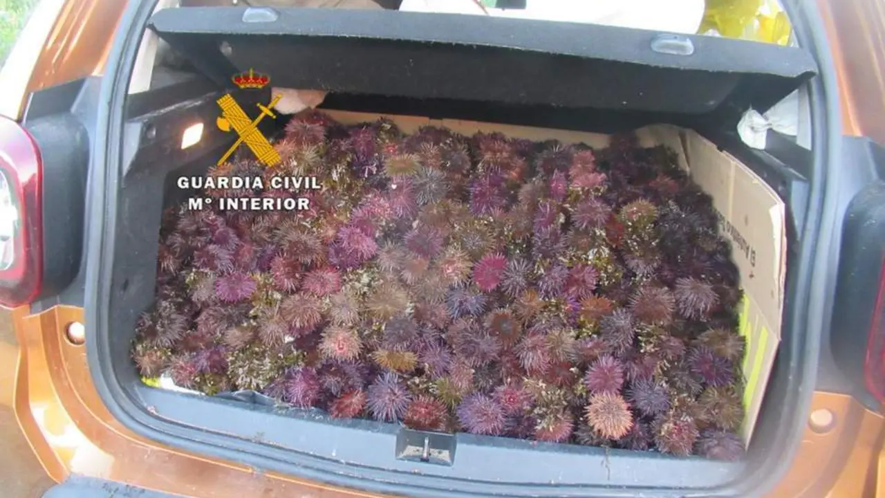 Pesca ilegal. - Guardia Civil.