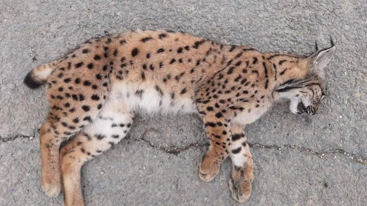 Lince atropellado. - VH