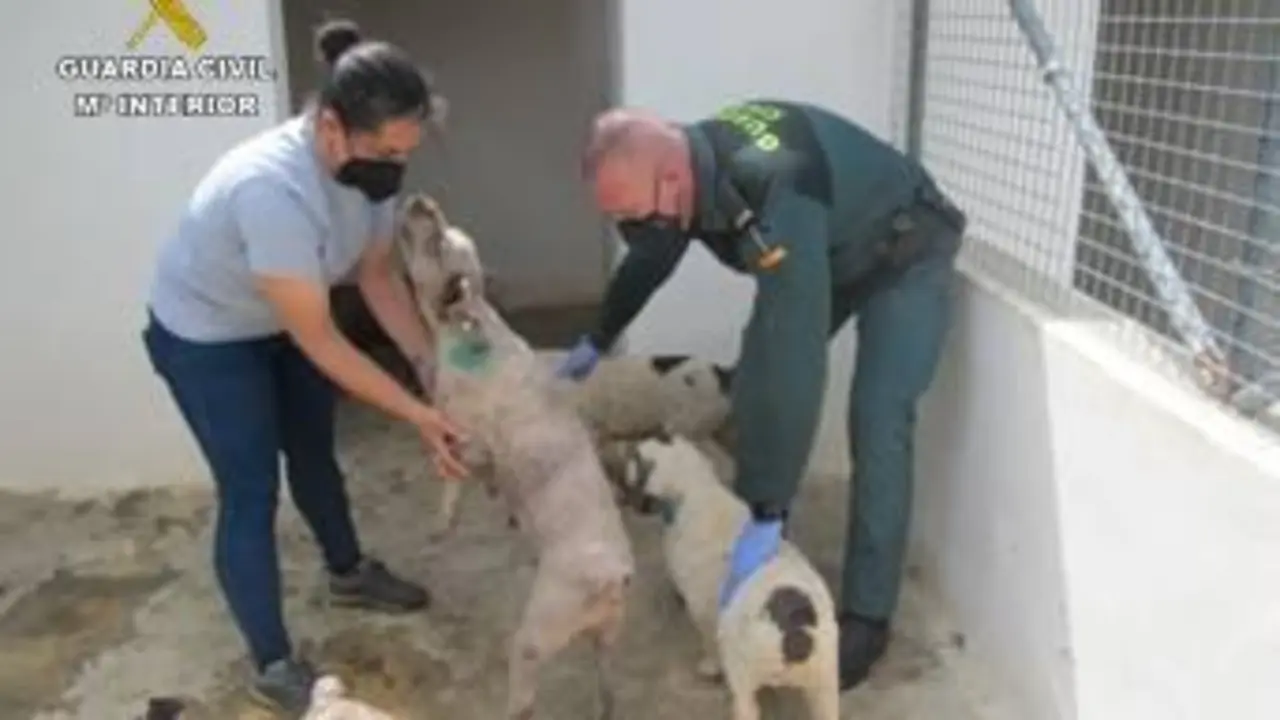 Perros rescatados. - GC