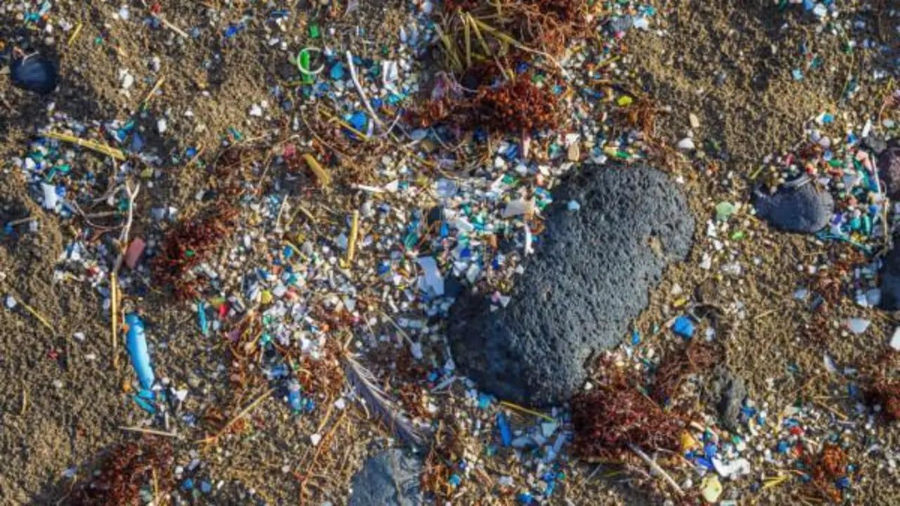 Contaminaci&oacute;n por micropl&aacute;sticos. - D.R.