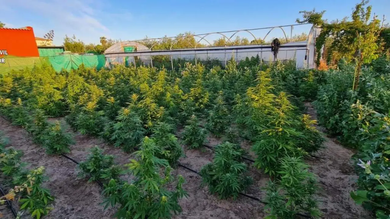 Plantaci&oacute;n de marihuana en Marchena. - GC