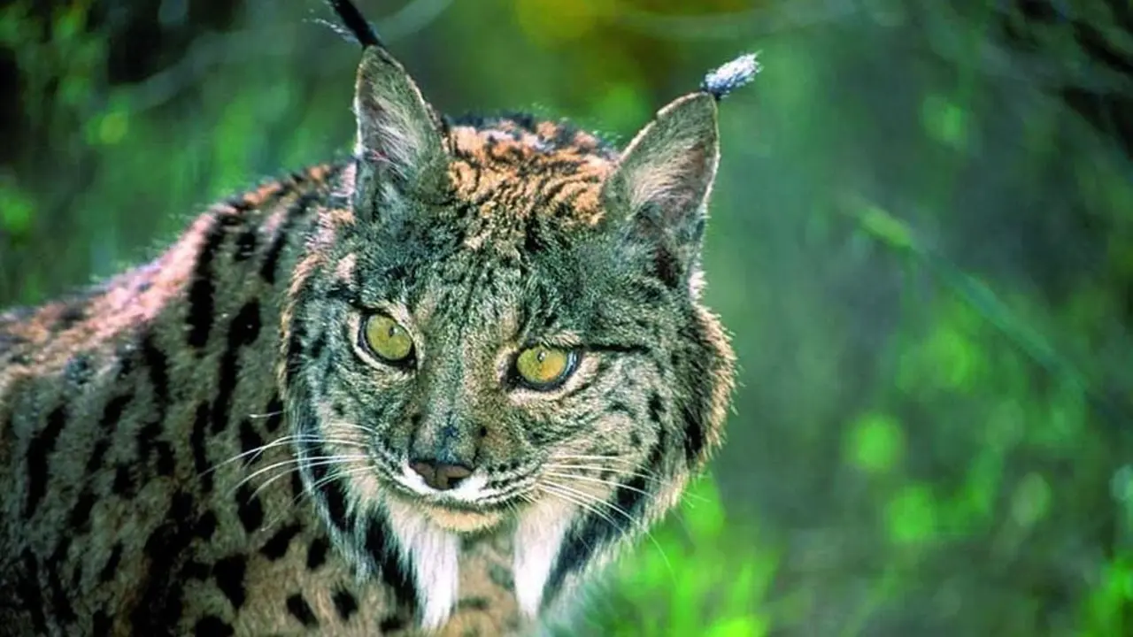 lince ib&eacute;rico. - EP
