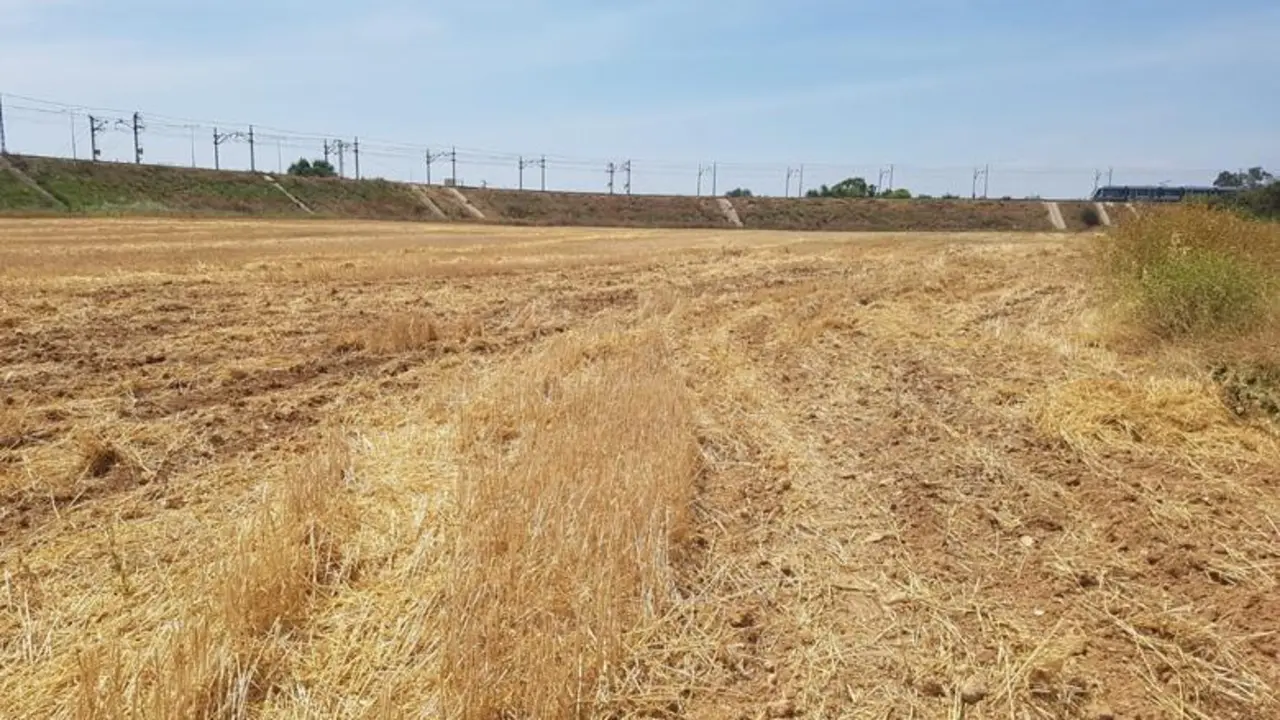 Terreno de la Pablo de Olavide donde ir&aacute; la planta fotovoltaica que proyecta la universidad.  - UPO