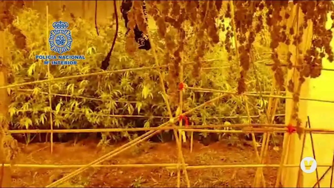 Cae un clan familiar en Sevilla dedicado al cultivo y venta de marihuana
