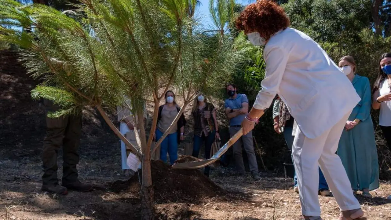 Lim&oacute;n en la plantaci&oacute;n del &aacute;rbol. - VH