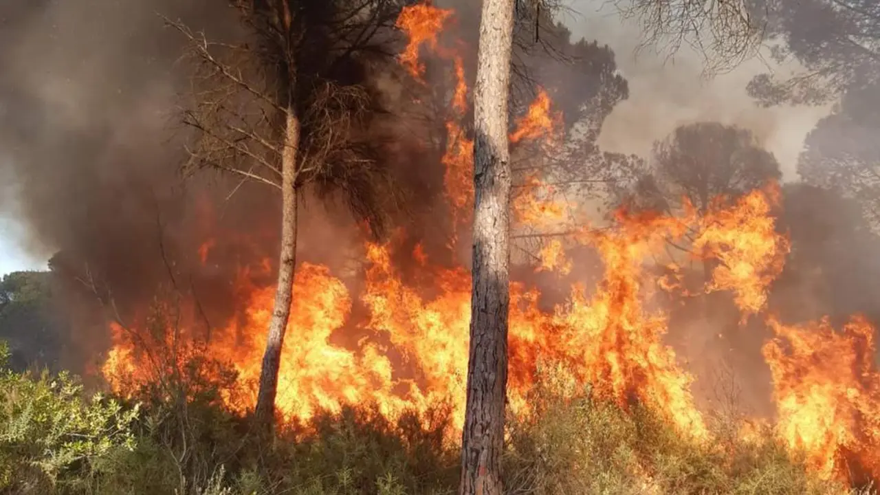 Incendio de Lucena. - INFOCA