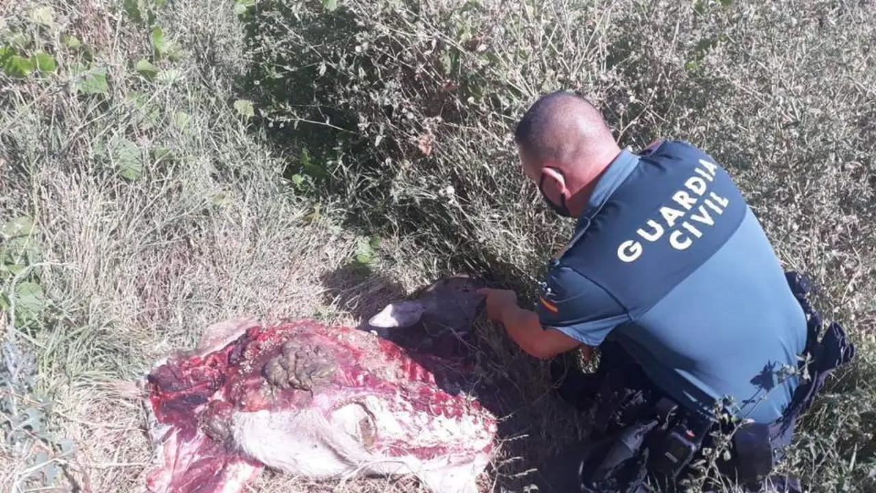 Animal descuartizado tras detener a sus cazadores furtivos. - 