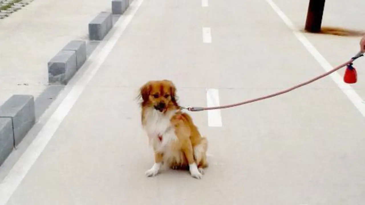 Un perro, en Algeciras. - A. I.