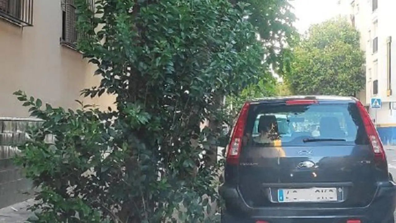 Estado de los &aacute;rboles en un barrio de Sevilla. - Adelante