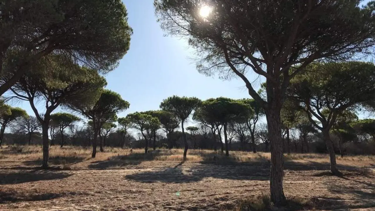 Paisaje de Do&ntilde;ana. - EP