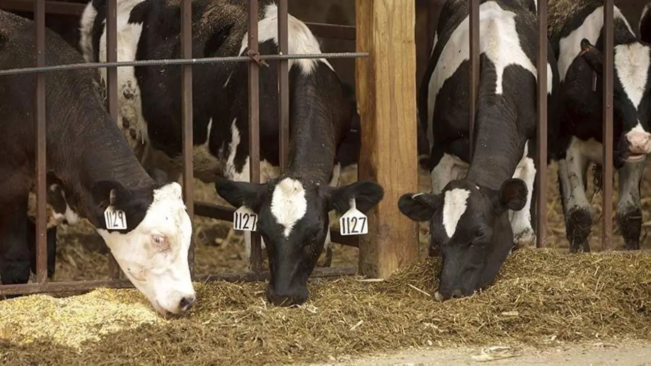 Vacas. - EP