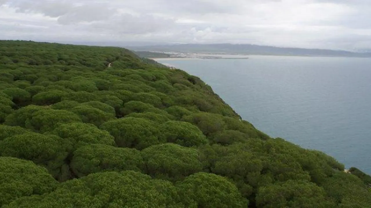 Imagen del Parque Natural de La Bre&ntilde;a desde la Torre del Tajo - GEMA L&Oacute;PEZ