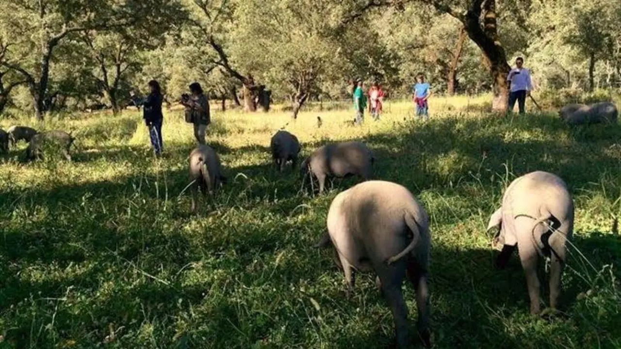 Cerdos en la dehesa - VH