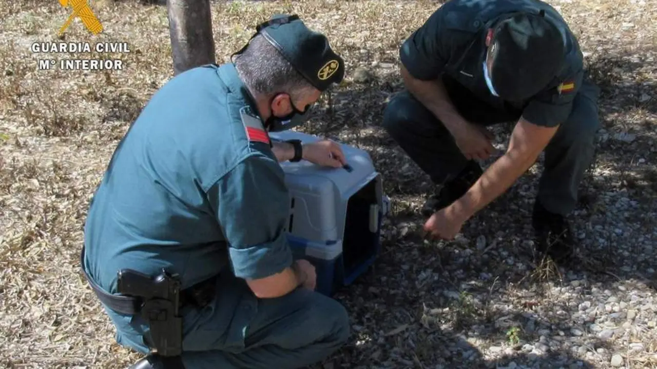 Guardia Civil. - GC