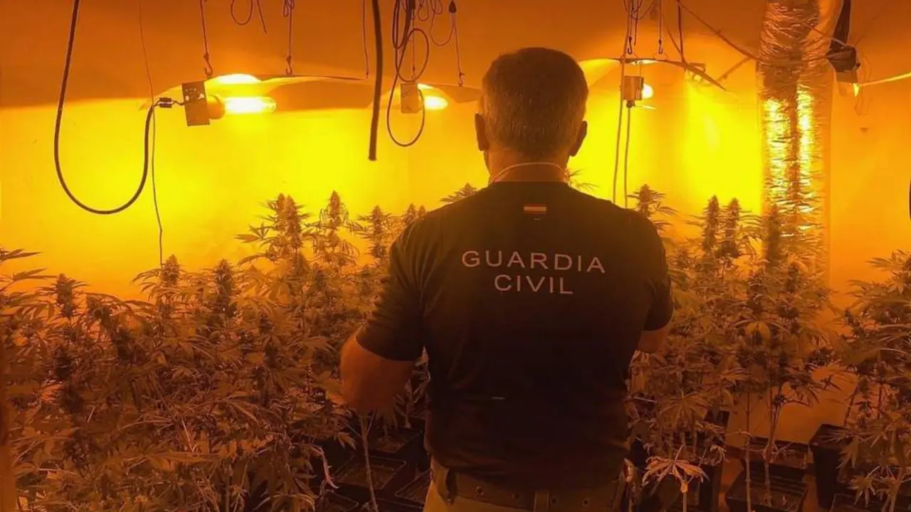 Plantaci&oacute;n 'indoor' de marihuana desmantelada. - GUARDIA CIVIL