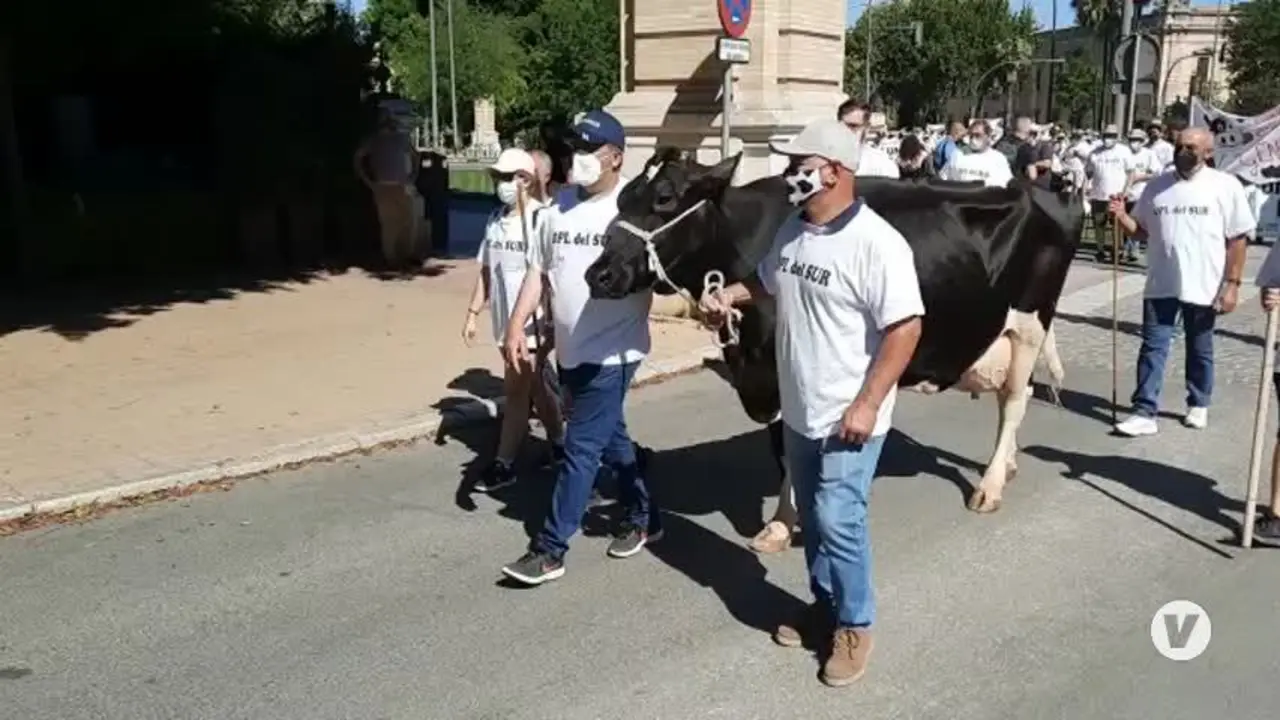 Protesta de ganaderos hoy en Sevilla: "Estamos con la leche al cuello"