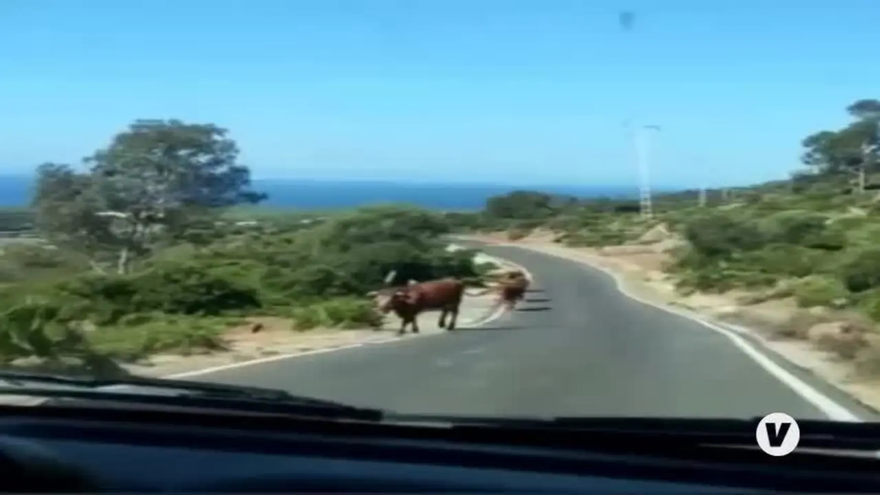 La fama de las vacas de Bolonia, en Tarifa, disparada por las redes sociales