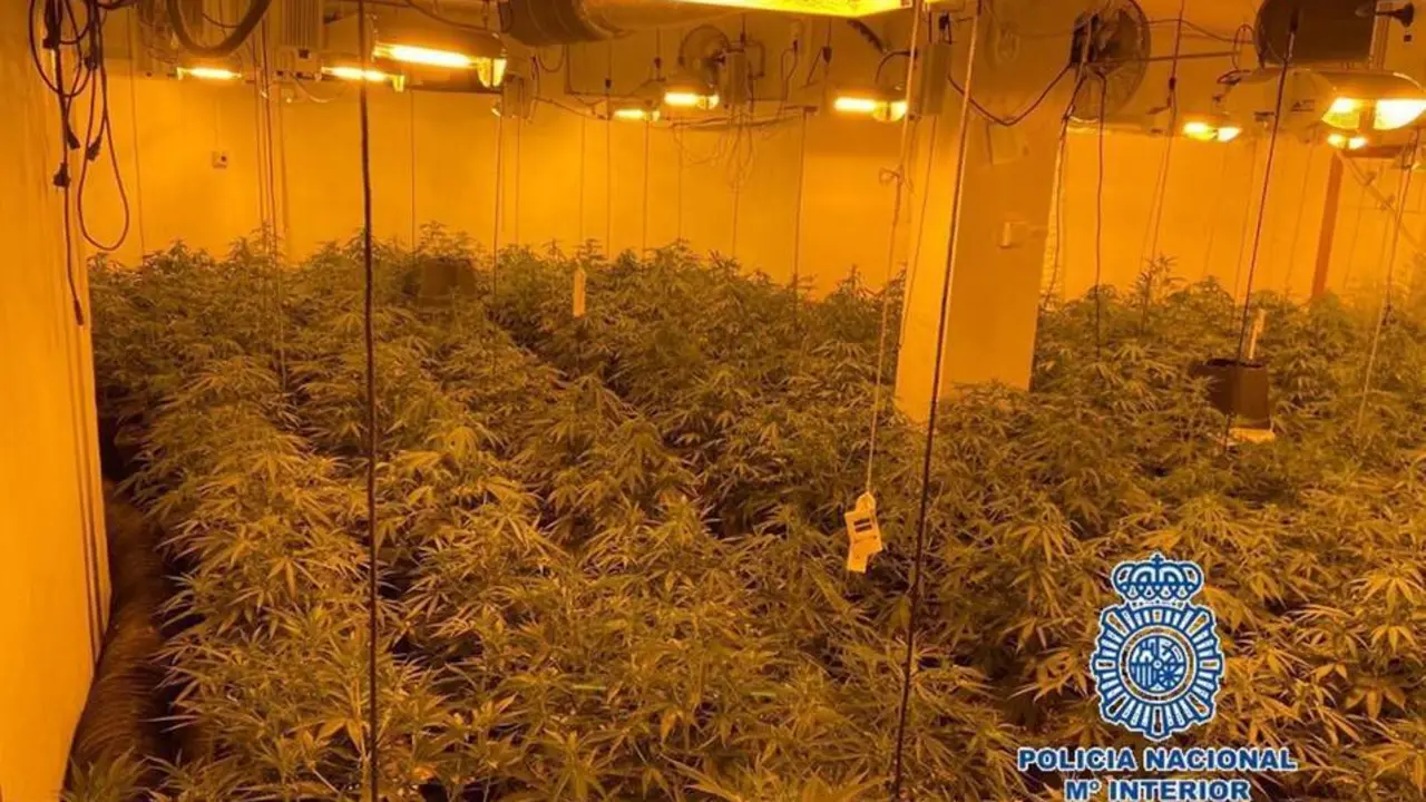 Plantaci&oacute;n intervenida. - CNP