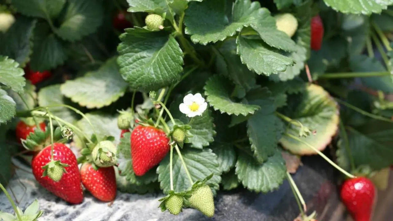 Fresas. - VH