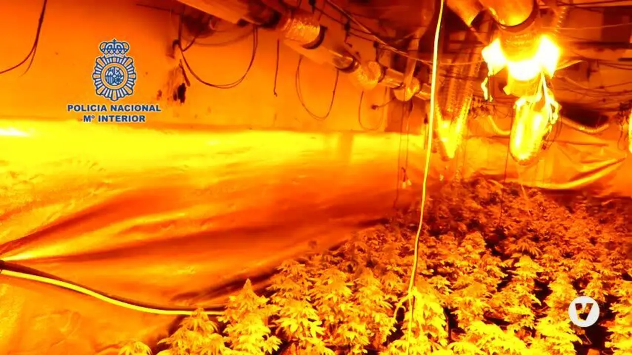 Intervenidas mil plantas de marihuana en Sevilla y detenidas tres personas por su cultivo