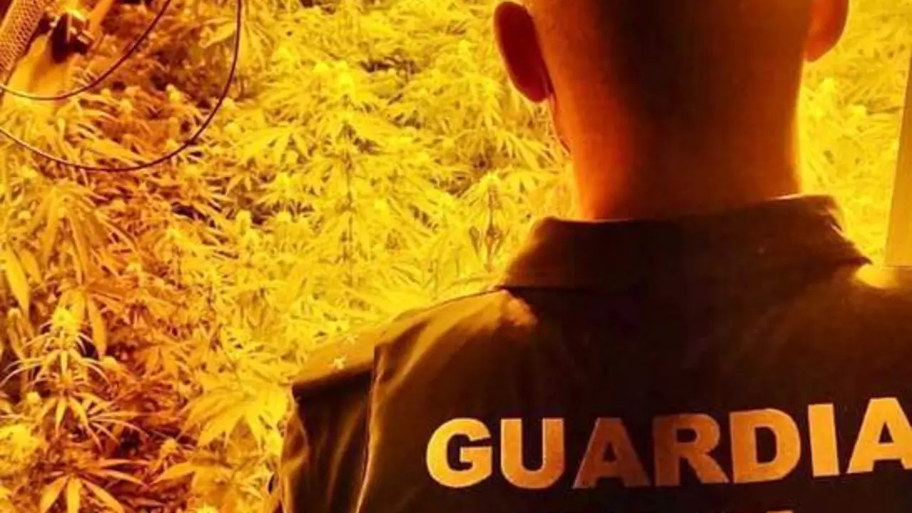 Operaci&oacute;n de la Guardia Civil contra el cultivo de marihuana. - EP
