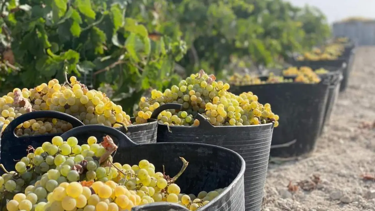 Uvas recogidas en la vi&ntilde;a Bristol, en Cuartillos.  - Jerez.es