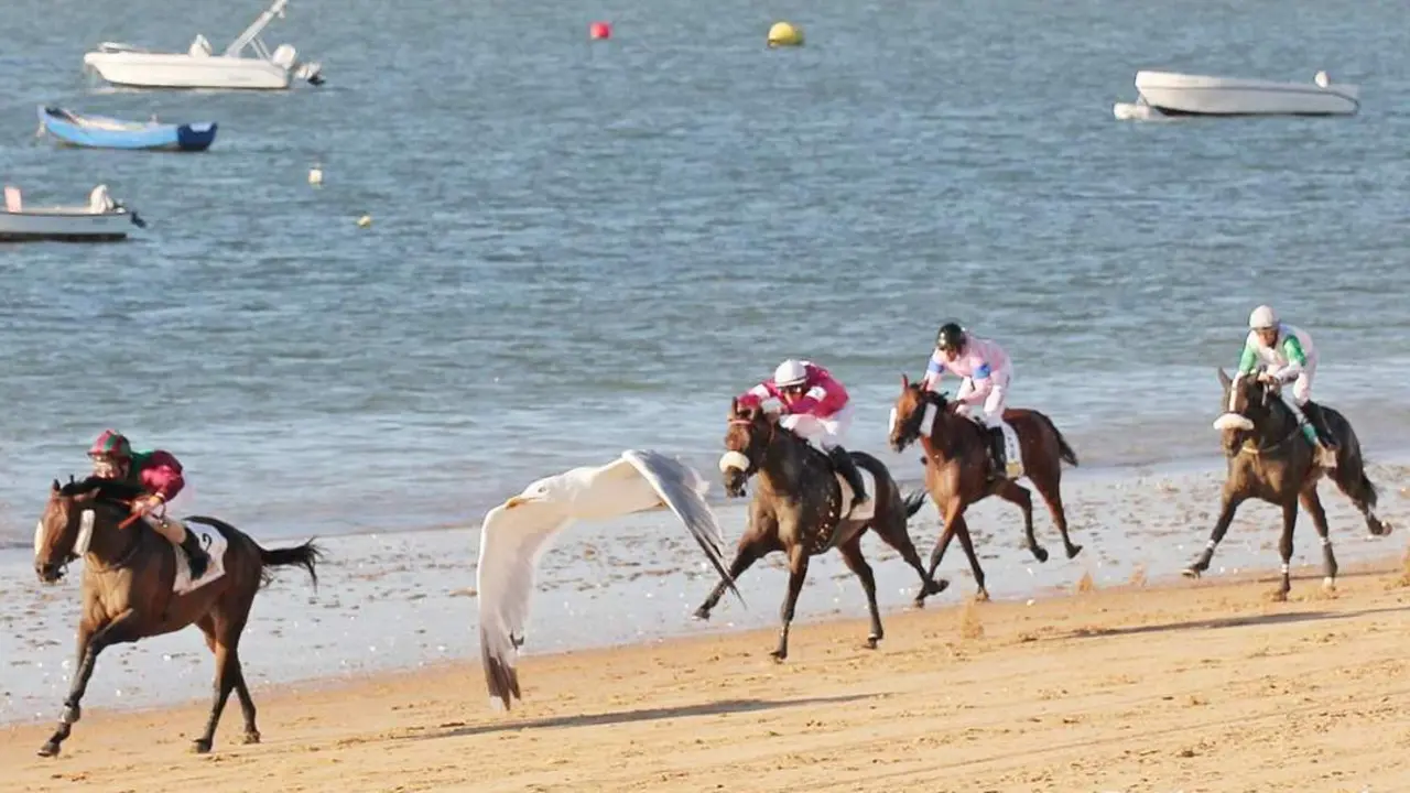Caballos y gaviotas tambi&eacute;n 'compiten' en las llegadas de los Premios - Muala