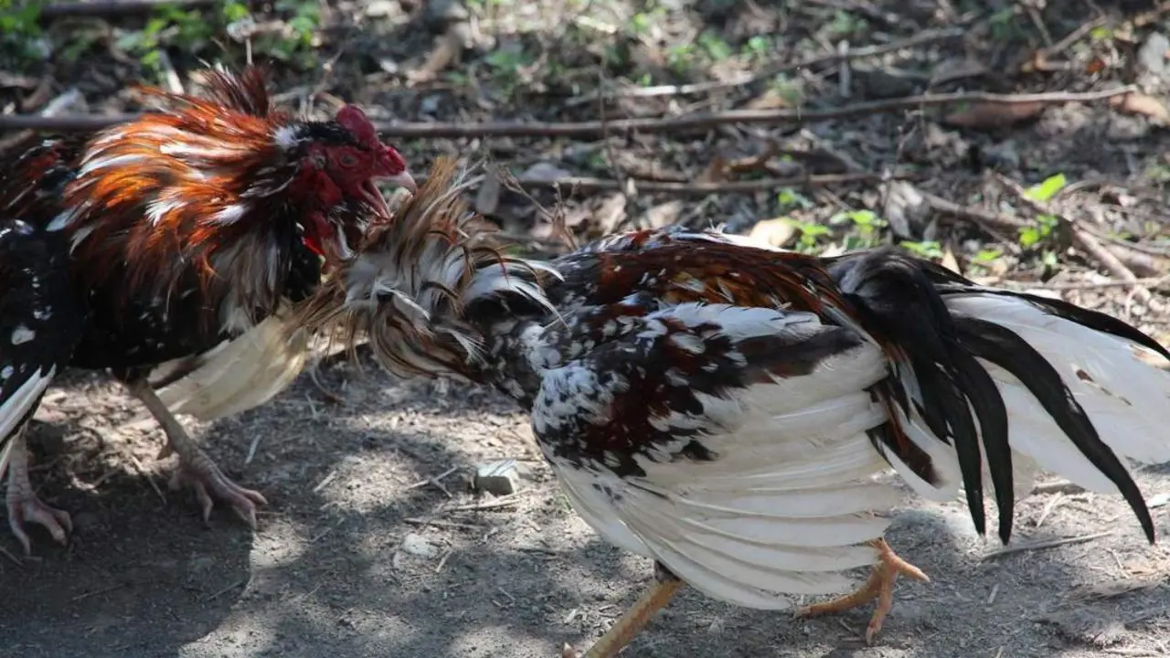 Pelea de gallos. - 