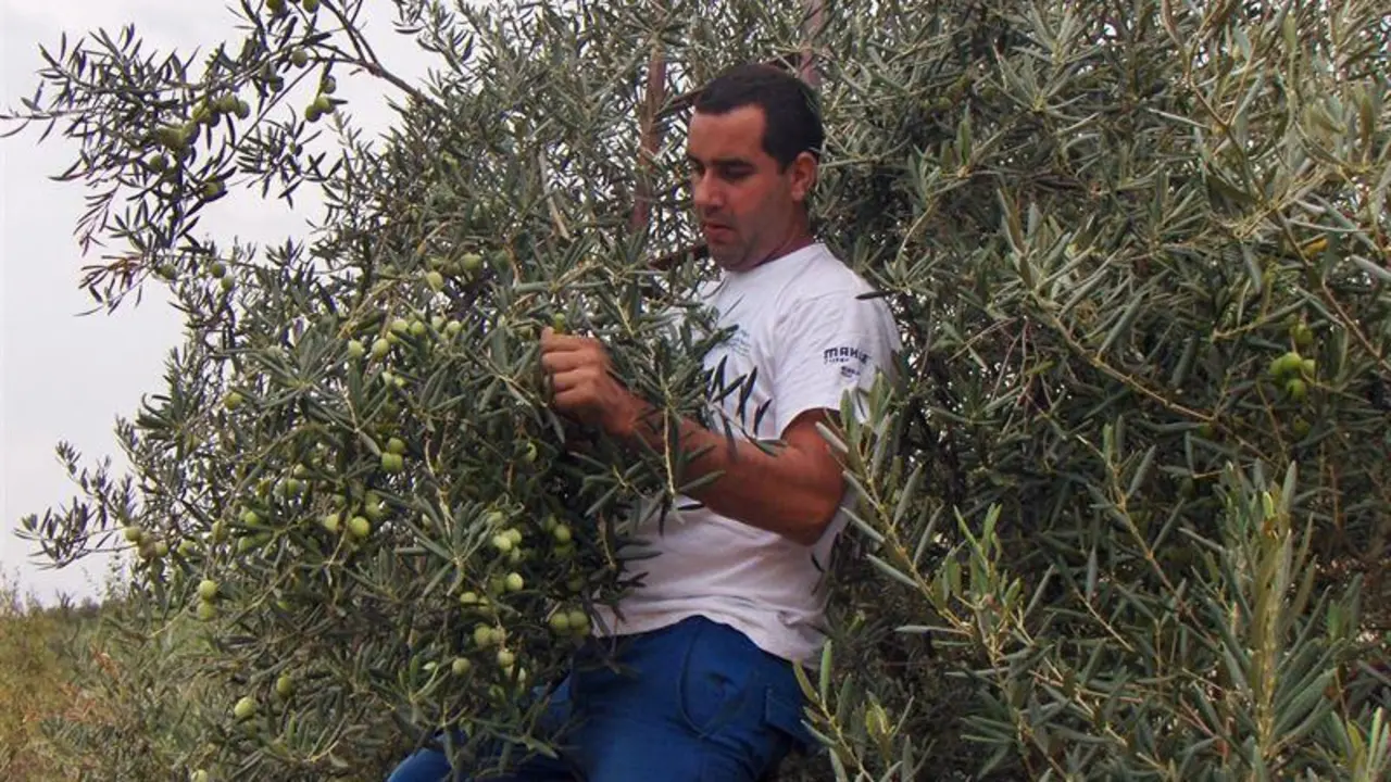 Recogida de aceituna. - Archivo