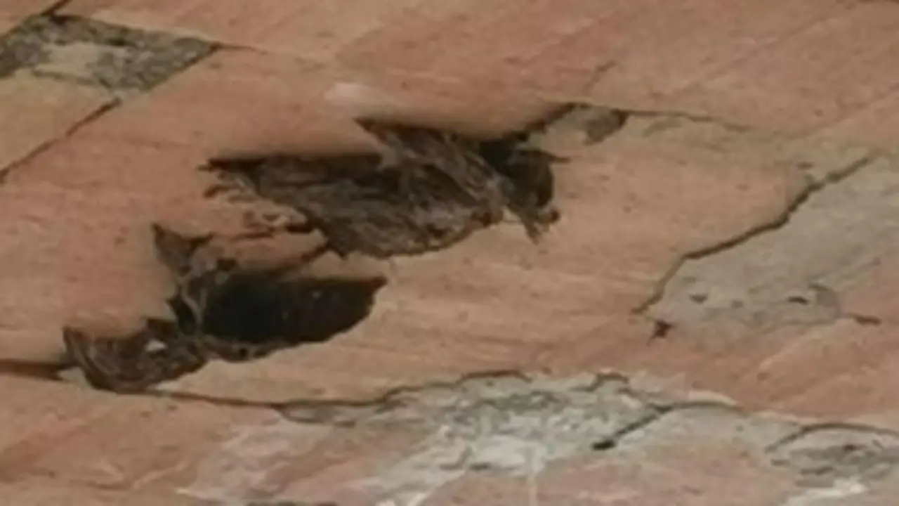 Nidos de avispas en las 200 Viviendas de Los Barrios. - AI